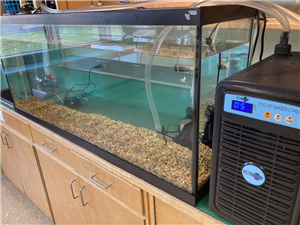 Salmon Fish Tank